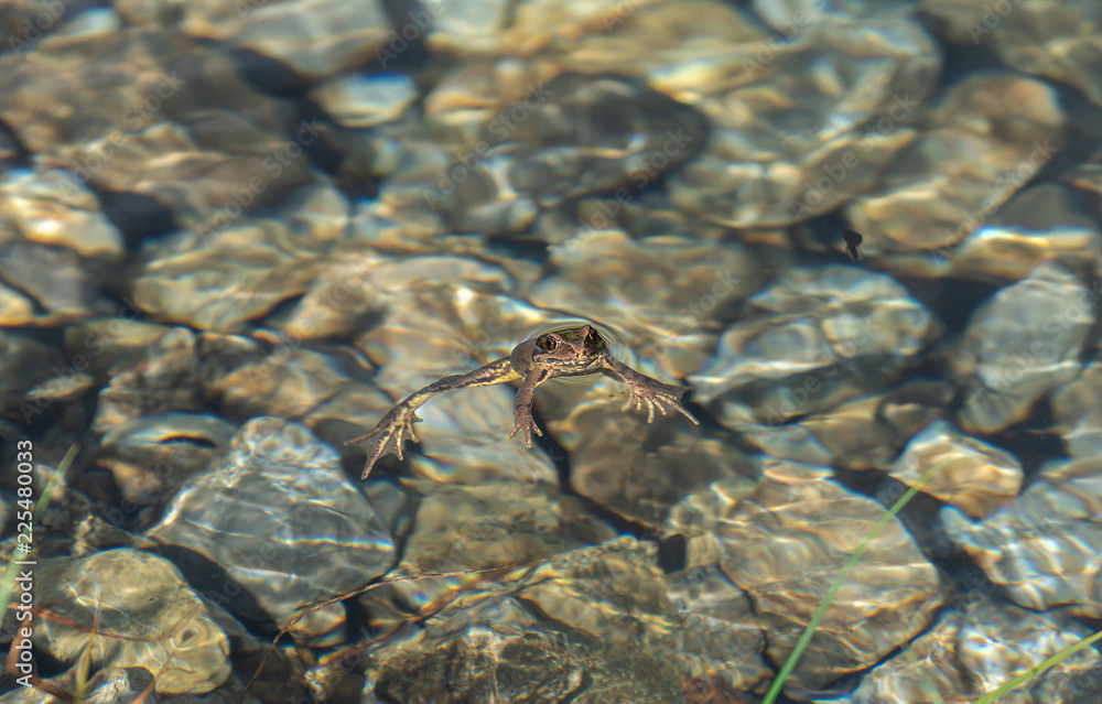 schwimmender Frosch im Wasser
