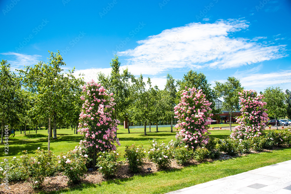 Naklejka premium バラ園