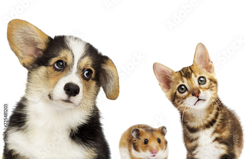 Fototapeta Naklejka Na Ścianę i Meble -  kitten and puppy and hamster