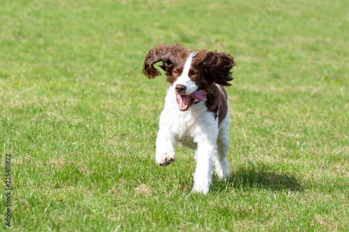 Canvastavla English Springer Spaniel dog running in park