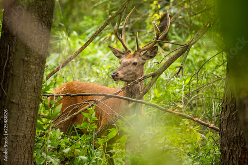 Male Red Deer (Cervus elaphus) in a dense forest