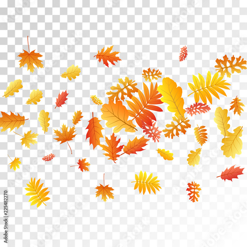 Oak, maple, wild ash rowan leaves vector, autumn foliage on transparent background.