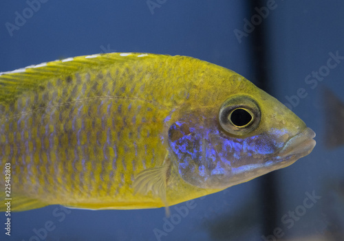 Fish the Yellow Peacock cichlid, Aulonocara baenschi from Lake Malawi in freshwater aquarium photo