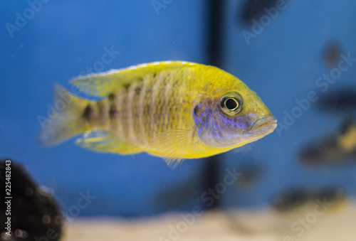 Fish the Yellow Peacock cichlid, Aulonocara baenschi from Lake Malawi in freshwater aquarium photo