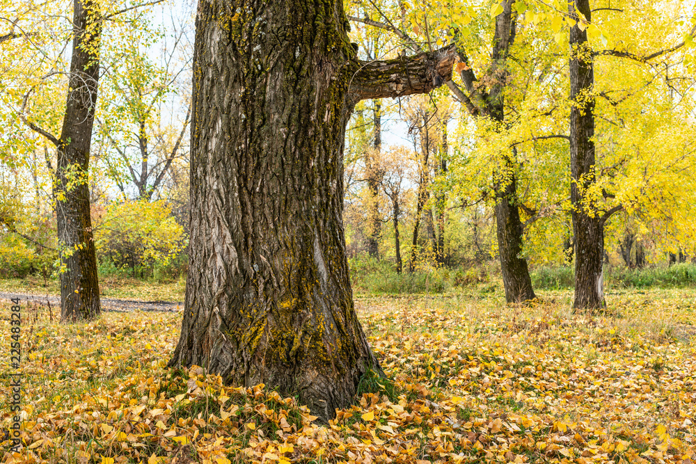 Obraz premium picturesque view of colorful autumn forest 