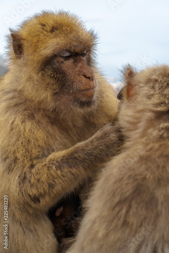 monkey removing fleas © IsmaelEstevez