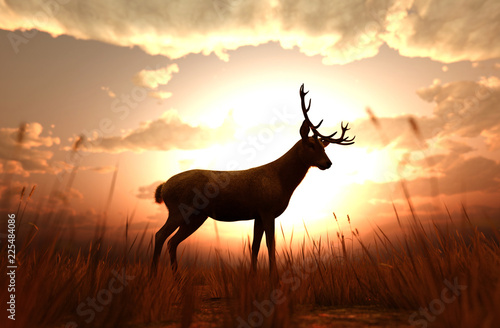 Deer in grass field at sunset or sunrise,3d illustration