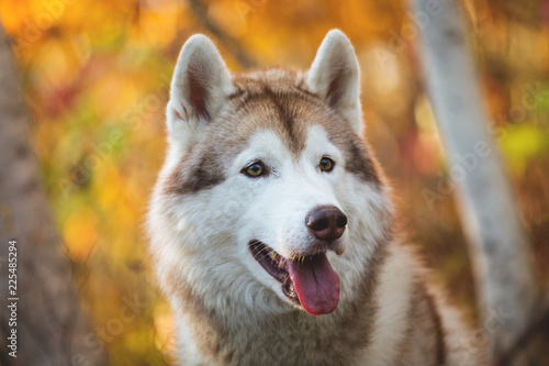 Close-up Portrait of cute Beige and white dog breed Siberian Husky posing in fall season on a bright forest background.