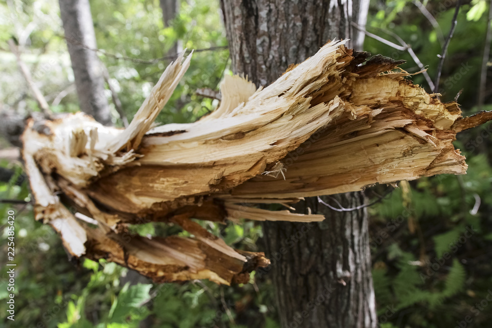 Storm damage and broken tree in the forest Storm damage and broken tree in the forest