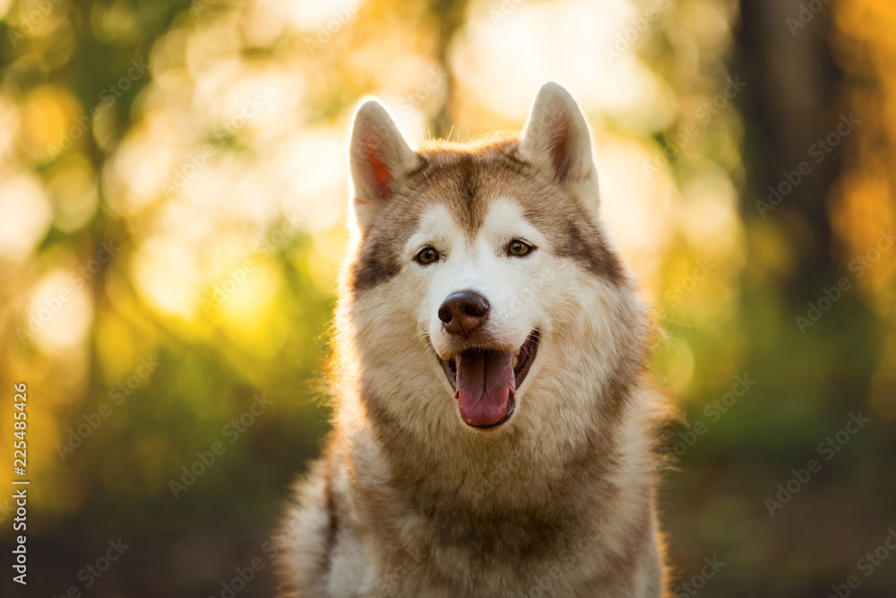 Close-up Portrait of adorable Beige and white dog breed Siberian Husky posing in fall on a bright forest background.
