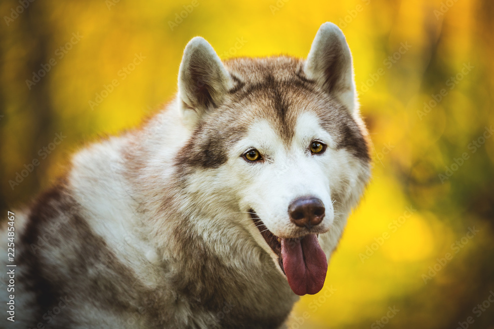 Close-up Portrait of happy and smiley Beige and white dog breed Siberian Husky posing in fall in the bright forest