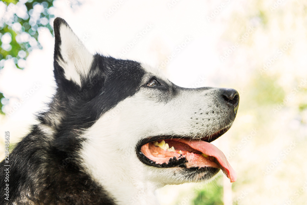 Black and whit husky dog. Husky dog face. dog in the park Black and whit husky dog. Husky dog face. dog in the park