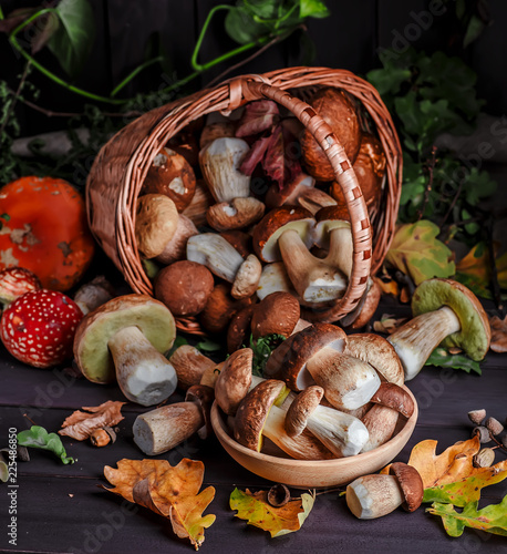Autumn Cep Mushrooms. Basket with porcini mushrooms on the background of a tree. Close -up on wood rustic table. Cooking delicious organic mushroom.