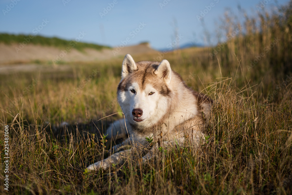Portrait of lovely siberian husky dog with brown eyes lying in the field near the sea at golden sunset