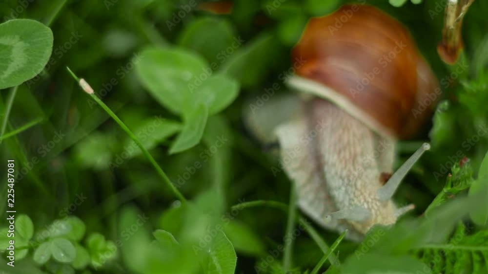 the snail crawls and eats in the grass the snail crawls and eats in the grass