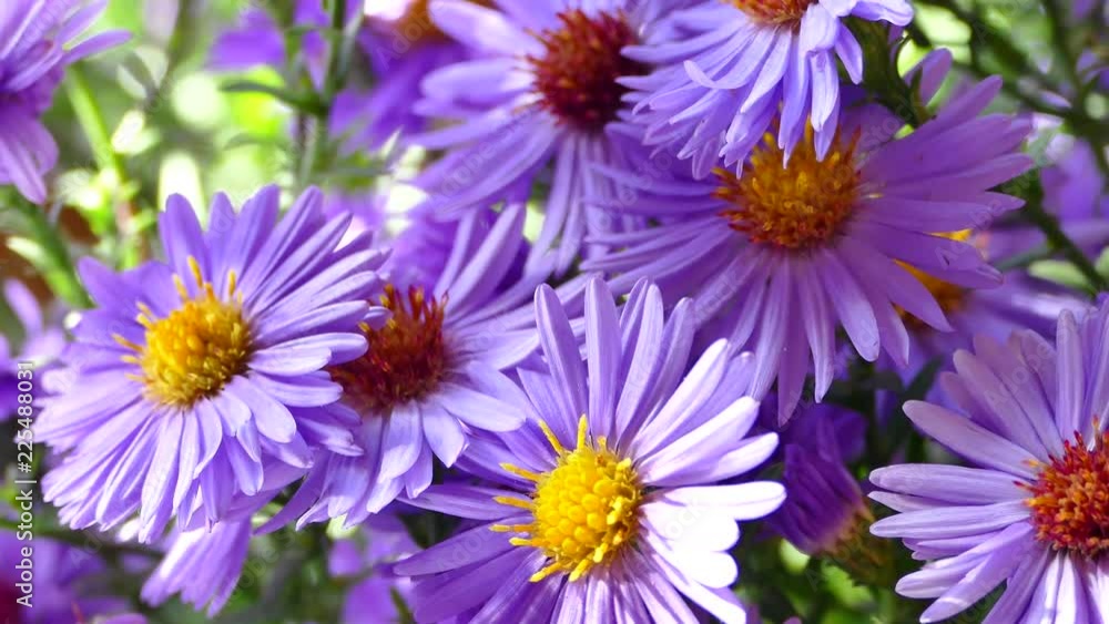 A bouquet of field blue beautiful flowers illuminated by the rays of the sun. A bouquet of field blue beautiful flowers illuminated by the rays of the sun.