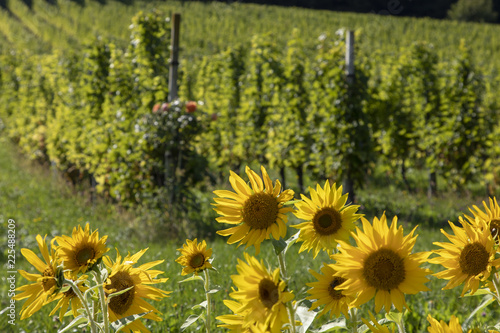 Fototapeta Naklejka Na Ścianę i Meble -  field of sunflowers in a vineyard in southern styria,area named suedsteirische weinstrasse in austria