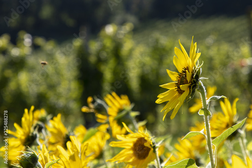 field of sunflowers in a vineyard in southern styria,area named suedsteirische weinstrasse in austria photo