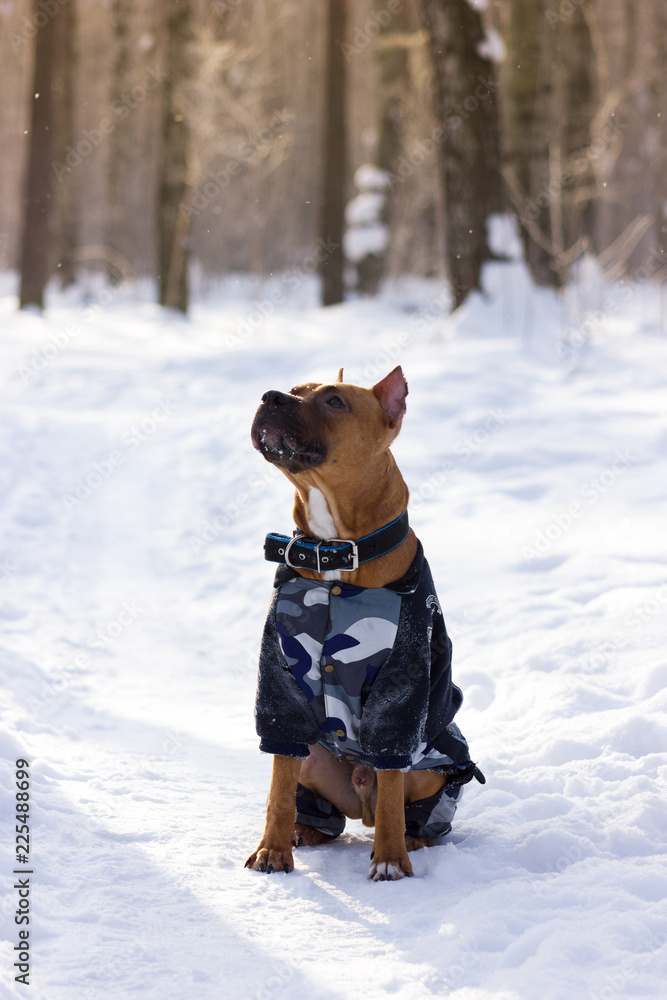 Adorable red dog walks in park at winter Adorable red dog walks in park at winter