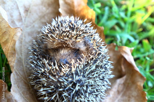 European Hedgehog in Autumn, with leaves. Latin Name: Erinaceus Europaeus.