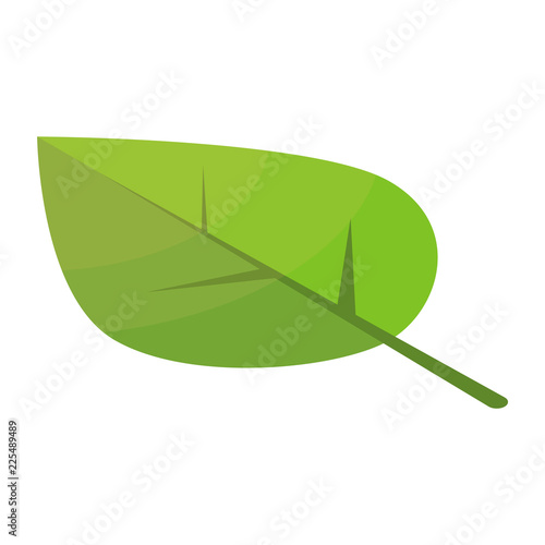 Poplar tree leaf icon. Isometric of poplar tree leaf vector icon for web design isolated on white background