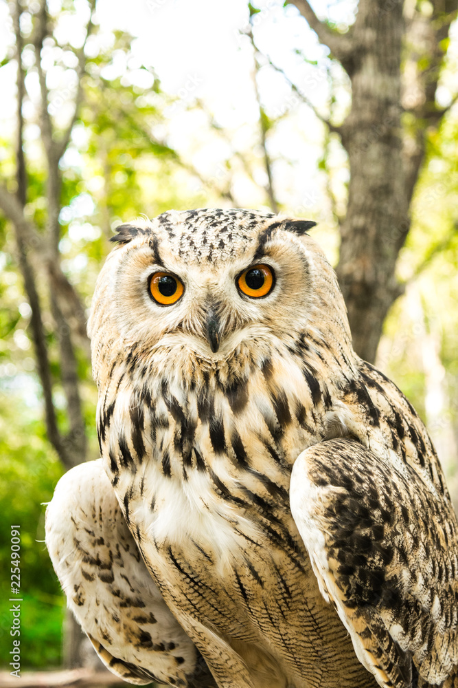 ふくろう フクロウ 梟 ふくろう フクロウ 梟