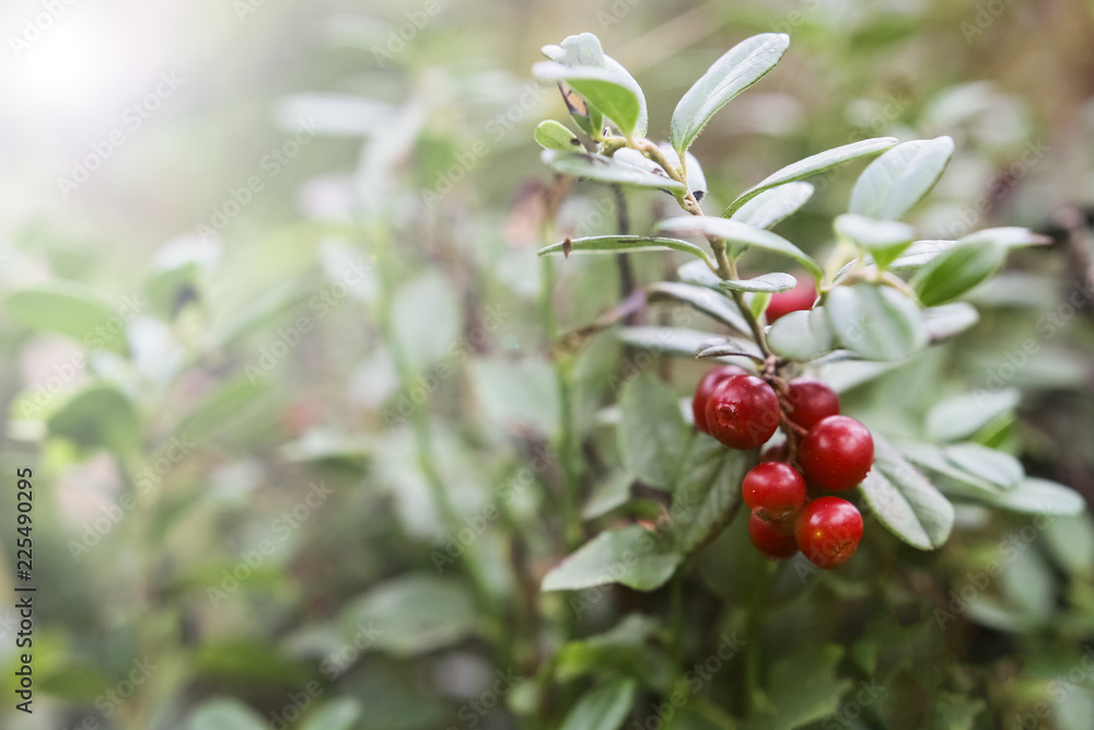 Obraz premium Red berries of red bilberry on bushes. Berries in the forest