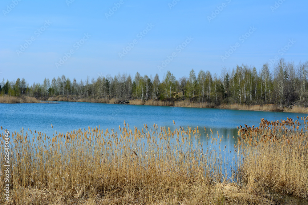 Russian landscape. Lake with thickets of bulrush on shore and forest on horizon. Spring scenery.