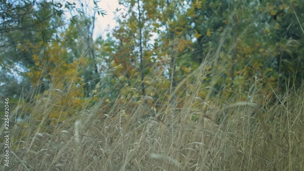 dry grass in the wind against the autumn forest dry grass in the wind against the autumn forest