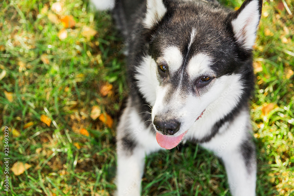 Big husky dog lying on green grass in the park. Black and white husky dog relaxing on the nature Big husky dog lying on green grass in the park. Black and white husky dog relaxing on the nature