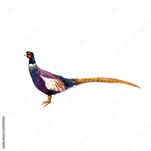 Watercolor pheasant vector illustration