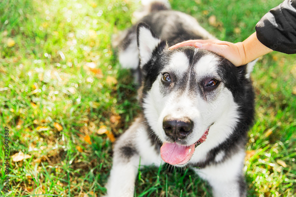 Black and white husky dog lying on green grass in the park. woman's hands petting the dog