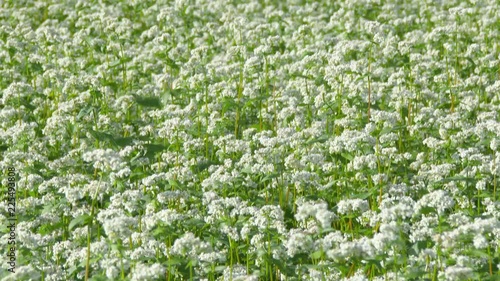 木曽馬の里の蕎麦の花