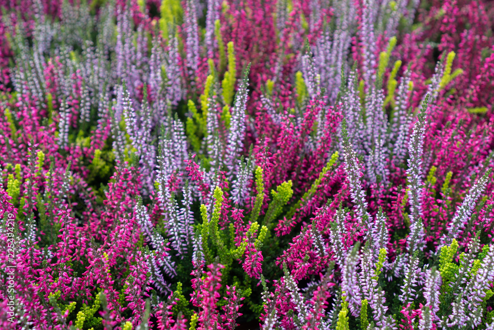 Obraz premium Beautiful colorful heather