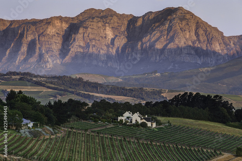 Cape Town Vineyards Wine