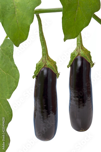 Two eggplants on a branch