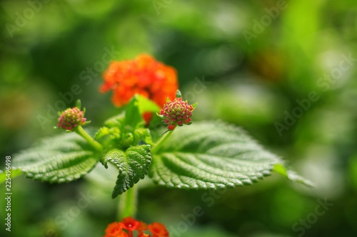 Flowers with leaves on a backdrop blurred in the garden.