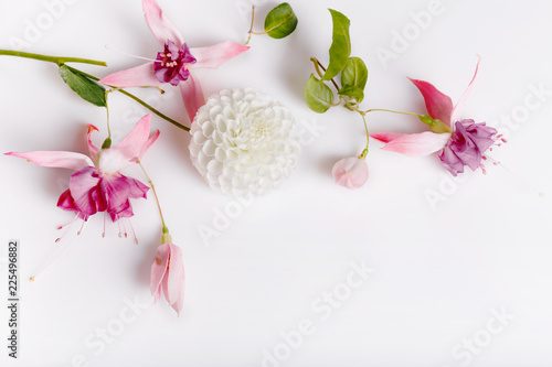 Fototapeta Naklejka Na Ścianę i Meble -  Festive flower white dahlias, pink fuchsia composition on the white background. Overhead top view, flat lay. Copy space. Birthday, Mother's, Valentines, Women's, Wedding Day concept.