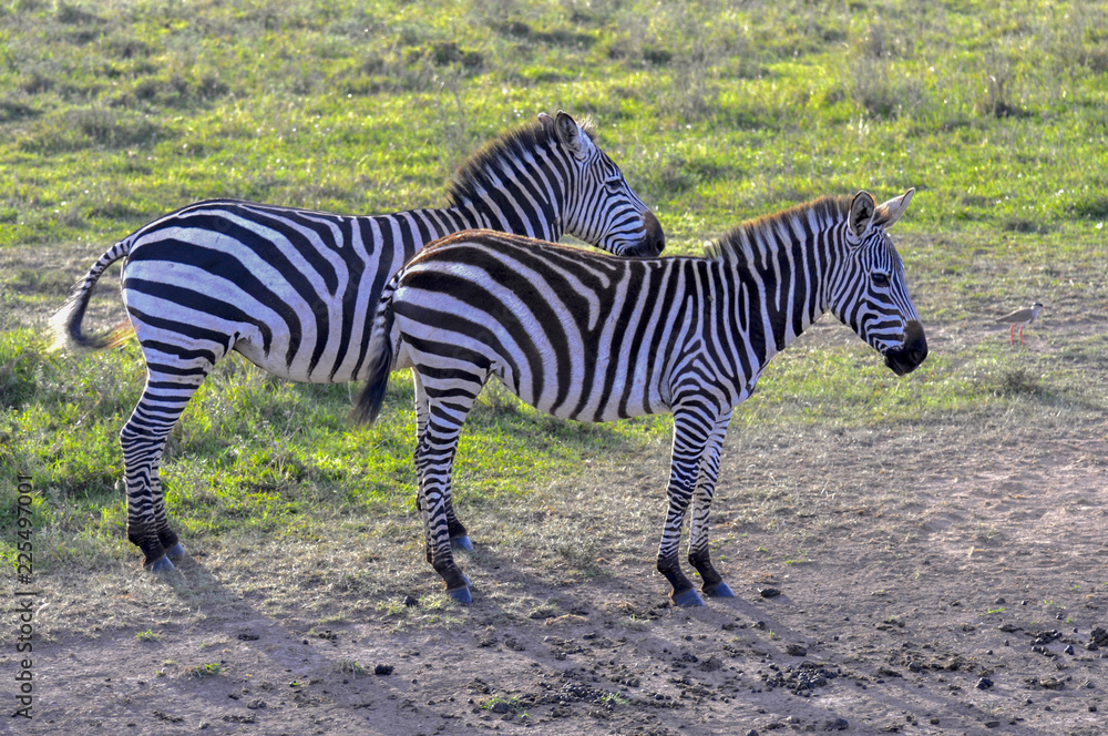 Naklejka premium Zebras of Masai Mara