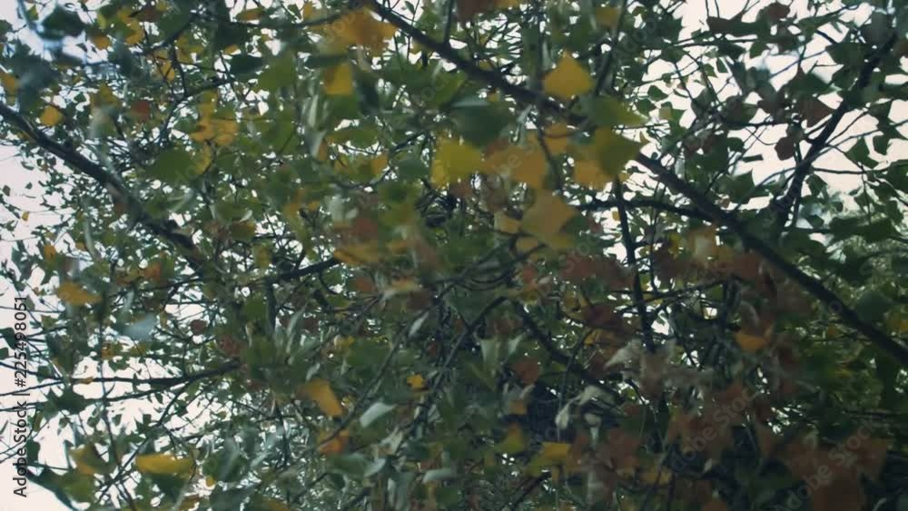 autumn leaves swaying in the wind season forest trees