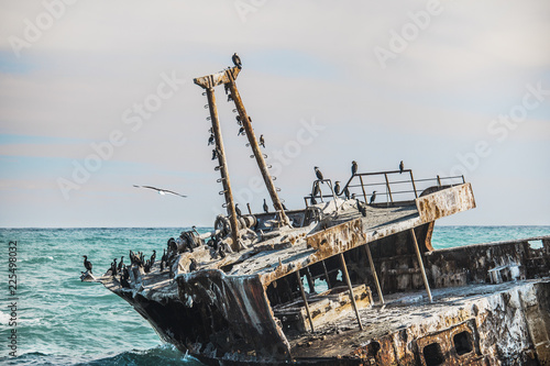 Rusted shipwreck on the shore with Cape Cormorant birds.