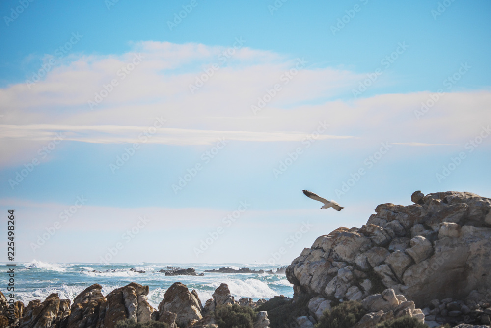 Sea gull in the foreground, focusing on the rock and waves in the background.