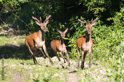 Fototapeta Naklejka Na Ścianę i Meble -  Three young Red deers Cervus elaphus is running