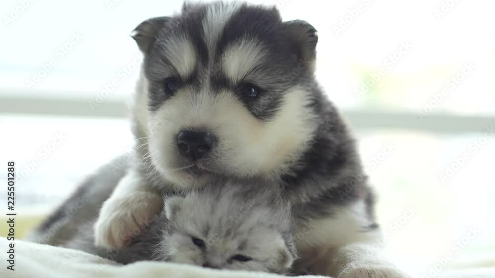 Cute tabby kitten and siberian husky playing on the bed slow motion Cute tabby kitten and siberian husky playing on the bed slow motion