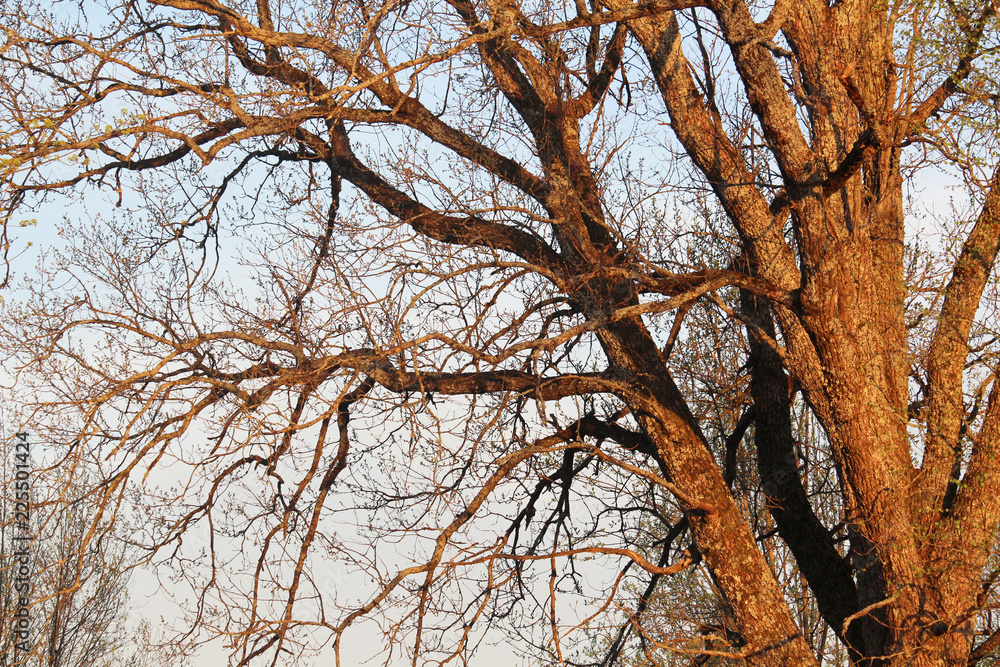 Winter tree branches at sunset light Winter tree branches at sunset light