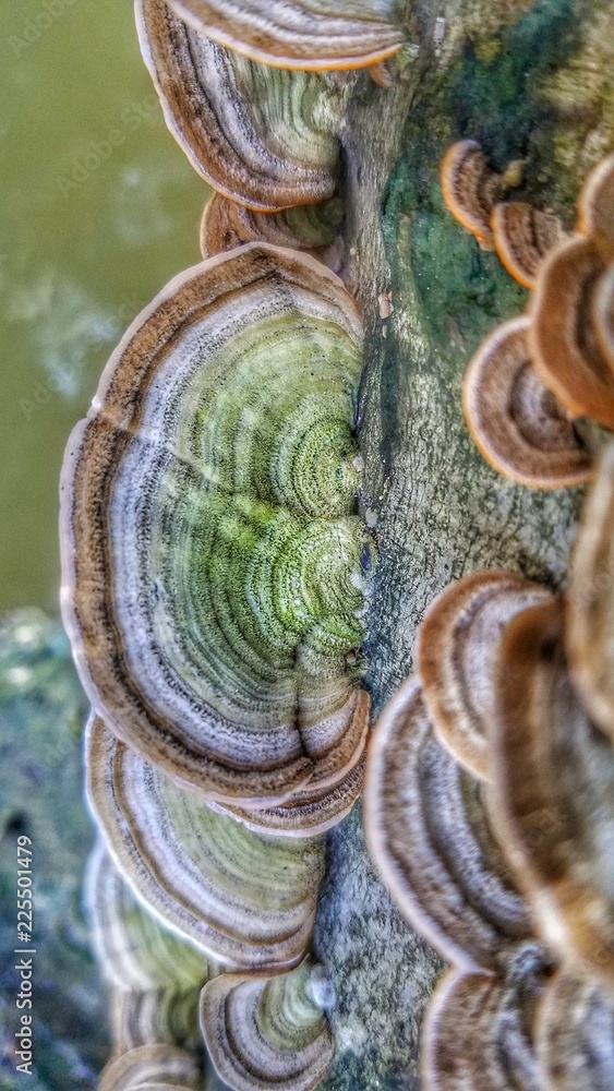 tree fungus water pretty nature moss tree fungus water pretty nature moss