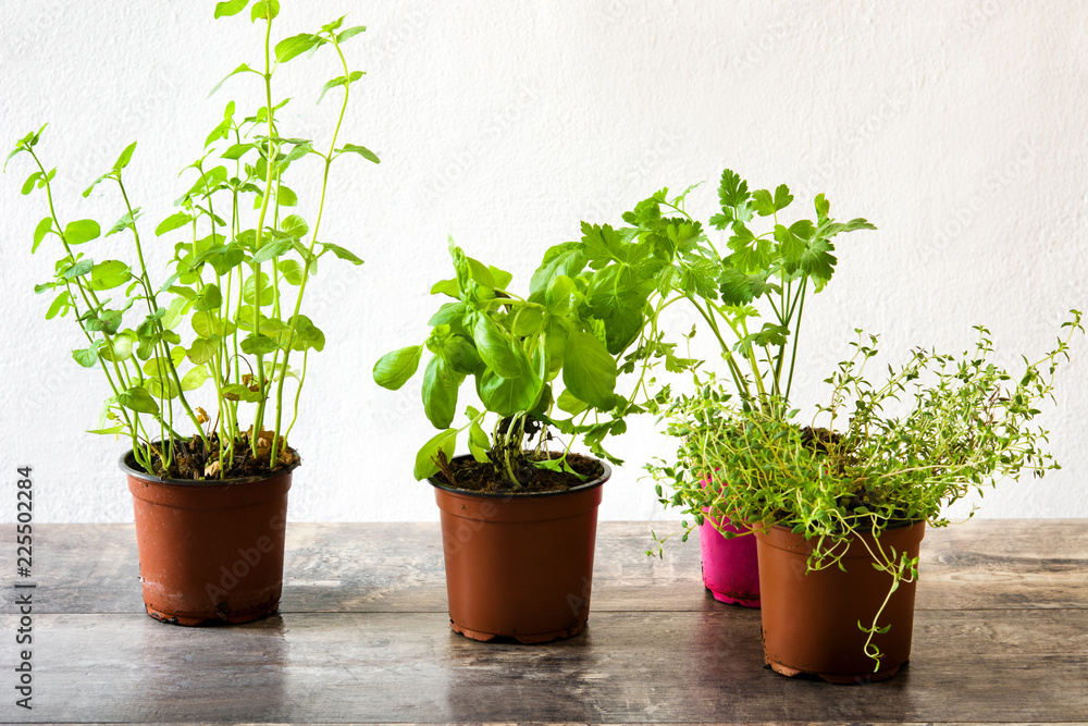 Fototapeta premium Pots with aromatic herbs on wooden table