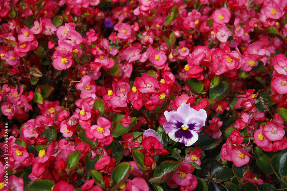 Eisbegonien, Pflanze mit Blüten