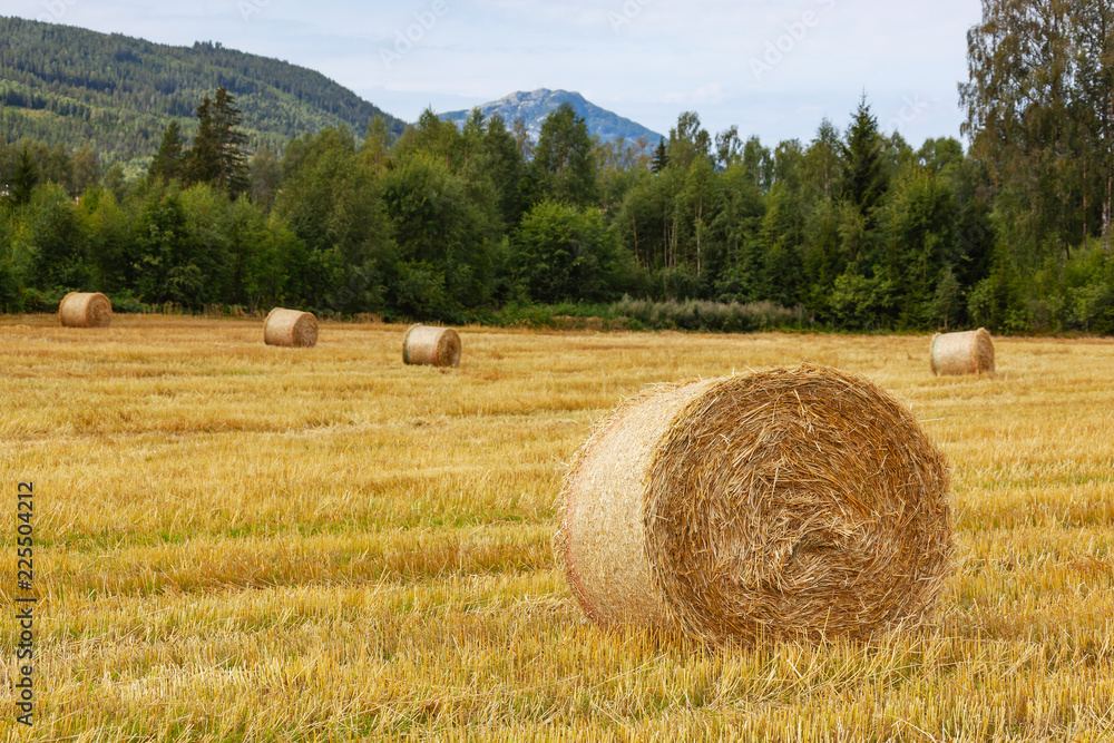 Rural landscape with hay bales on the mown field with picturesque forest and mountans on the background, Telemark region, Norway Rural landscape with hay bales on the mown field with picturesque forest and mountans on the background, Telemark region, Norway