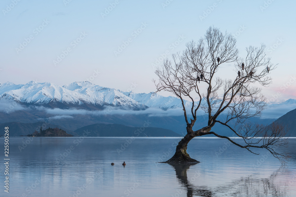 That Wanaka tree at sunrise with mountains and clouds in view That Wanaka tree at sunrise with mountains and clouds in view